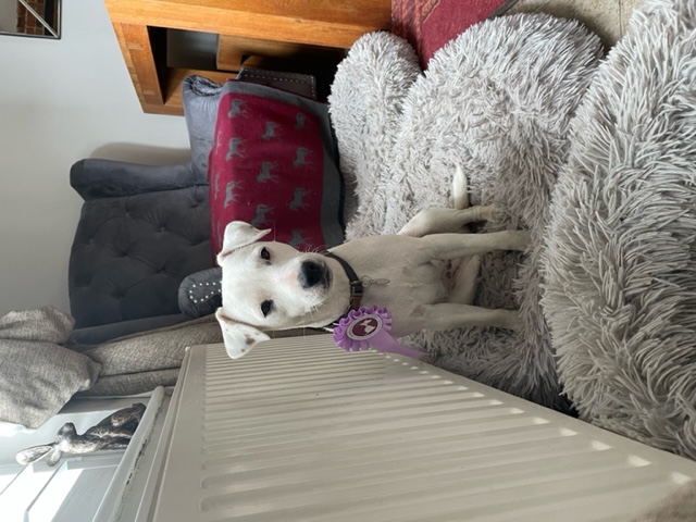 Isla, born deaf wins rosette! Isla, born deaf wins rosette!