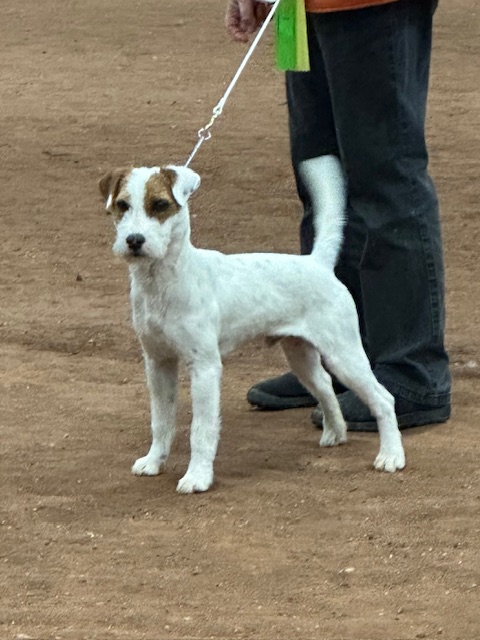 Sire mated with Molly 8th October 2025